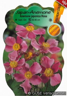 Herbst-Anemone