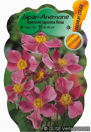 Herbst-Anemone