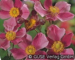 Herbst-Anemone kaufen, clicken für mehr Details Herbst-Anemone