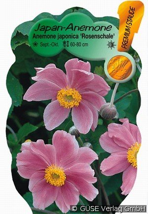 Herbst-Anemone