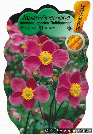 Japan-Herbst-Anemone