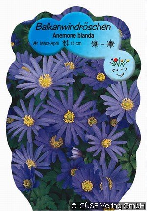 Frühlings-Anemone 'Blue Shades'