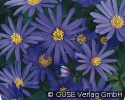 Frühlings-Anemone 'Blue Shades'