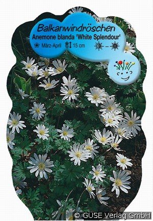 Frühlings-Anemone 'White Splendour'