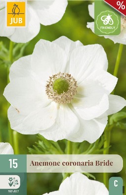 Anemone coronaria Bride