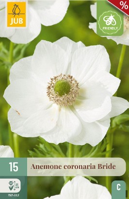 Anemone coronaria Bride