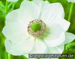 Anemone coronaria Bride