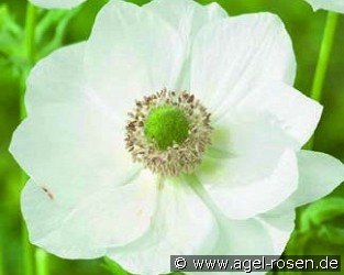 Anemone coronaria Bride