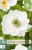 Anemone coronaria Bride