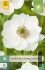 Anemone coronaria Bride kaufen