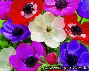 Anemone coronaria De Caen Mix