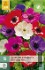 Buy Anemone coronaria De Caen Mix