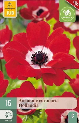 Anemone coronaria Hollandia