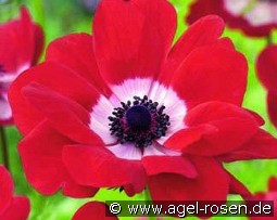 Anemone coronaria Hollandia