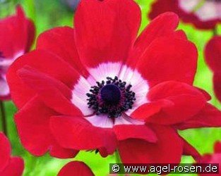Anemone coronaria Hollandia