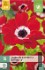 Anemone coronaria Hollandia kaufen