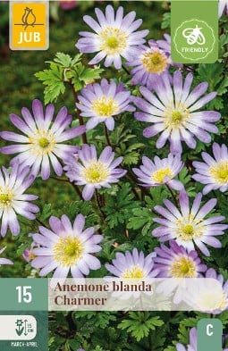 Anemone coronaria Mount Everest kaufen, clicken für mehr Details Anemone coronaria Mount Everest
