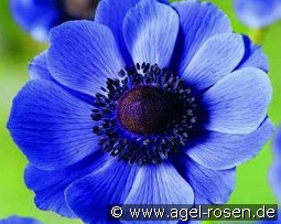 Anemone coronaria Mr. Fokker