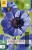 Anemone coronaria Mr. Fokker