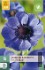 Buy Anemone coronaria Mr. Fokker