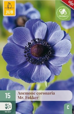 Anemone coronaria Mr. Fokker kaufen, click for more details Anemone coronaria Mr. Fokker