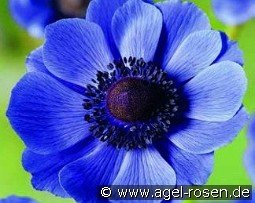 Anemone coronaria Mr. Fokker kaufen, clicken für mehr Details Anemone coronaria Mr. Fokker