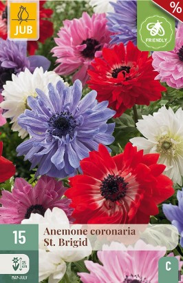 Anemone coronaria St. Brigid