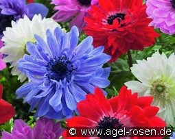 Anemone coronaria St. Brigid