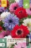 Anemone coronaria St. Brigid kaufen
