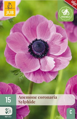 Anemone coronaria Sylphide
