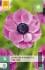 Buy Anemone coronaria Sylphide