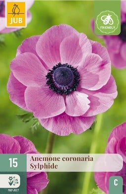 Anemone coronaria Sylphide kaufen, click for more details Anemone coronaria Sylphide