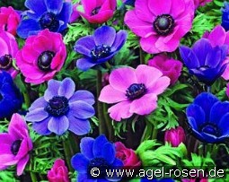 Anemone coronaria paars-roze purple-pink Mix