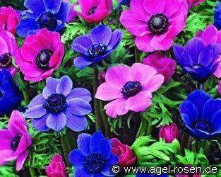 Anemone coronaria paars-roze purple-pink Mix