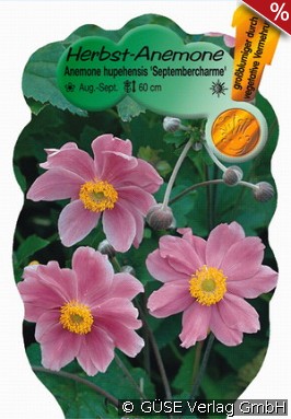 Herbst-Anemone