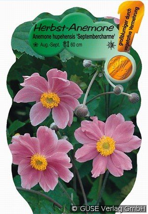 Herbst-Anemone