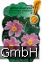 Herbst-Anemone kaufen