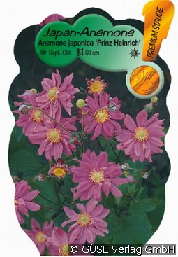 Herbst-Anemone