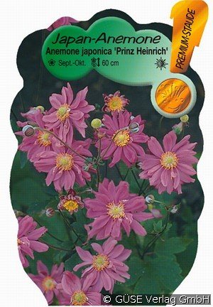 Herbst-Anemone