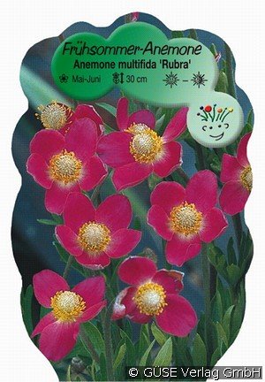Frühsommer-Anemone