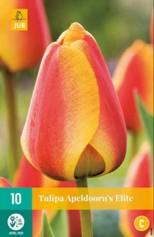 Apeldoorn's Elite