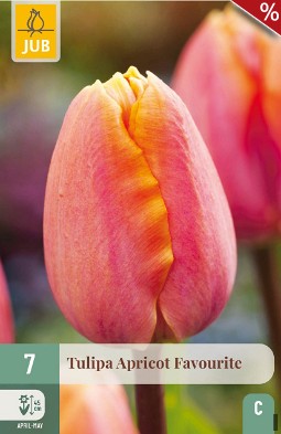 Apricot Favourite