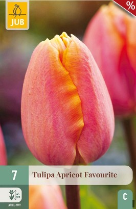 Apricot Favourite