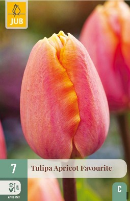 Apricot Favourite