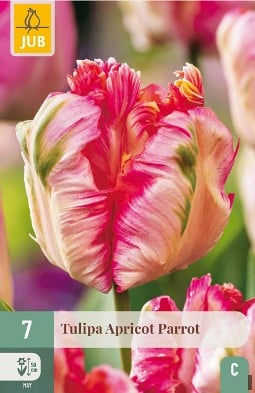 Apricot Parrot kaufen, click for more details Apricot Parrot