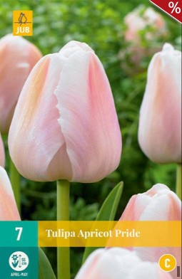 Apricot Pride