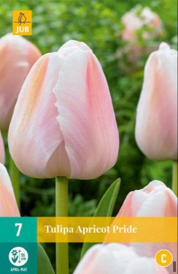 Apricot Pride