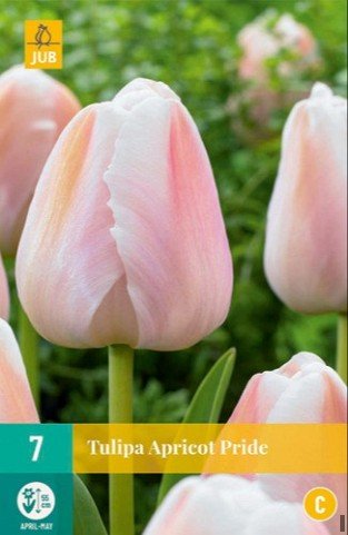 Apricot Pride