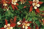 Akelei, click for more details Akelei (Aquilegia Caerulea-Hybride)