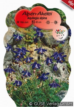 Alpen-Akelei